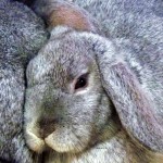Hase