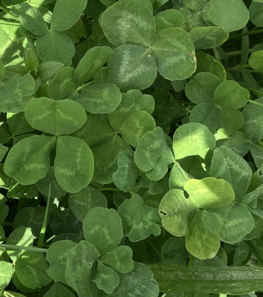 Bild mit Kleeblättern, inklusive 2 vierblättrigen Kleeblättern