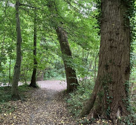 Waldweg